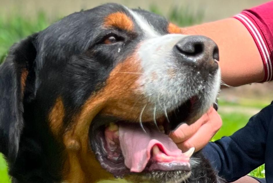 Vermisstmeldung Hund  Männliche , 8 jahre Saint-Germain-des-Prés Frankreich