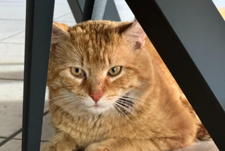 Discovery alert Cat Male Fleury-les-Aubrais France