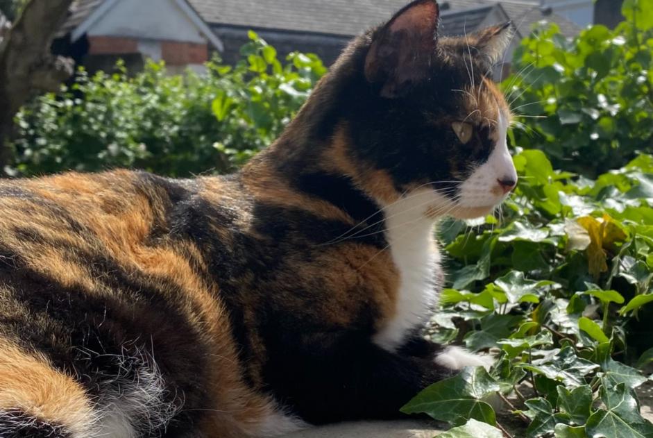 Alerte Disparition Chat  Femelle , 6 ans Orléans France