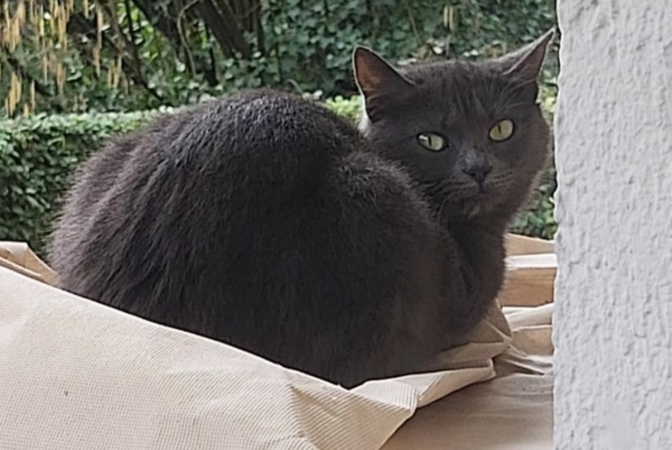 Alerte Disparition Chat croisement Femelle , 2 ans Nogent-sur-Marne France