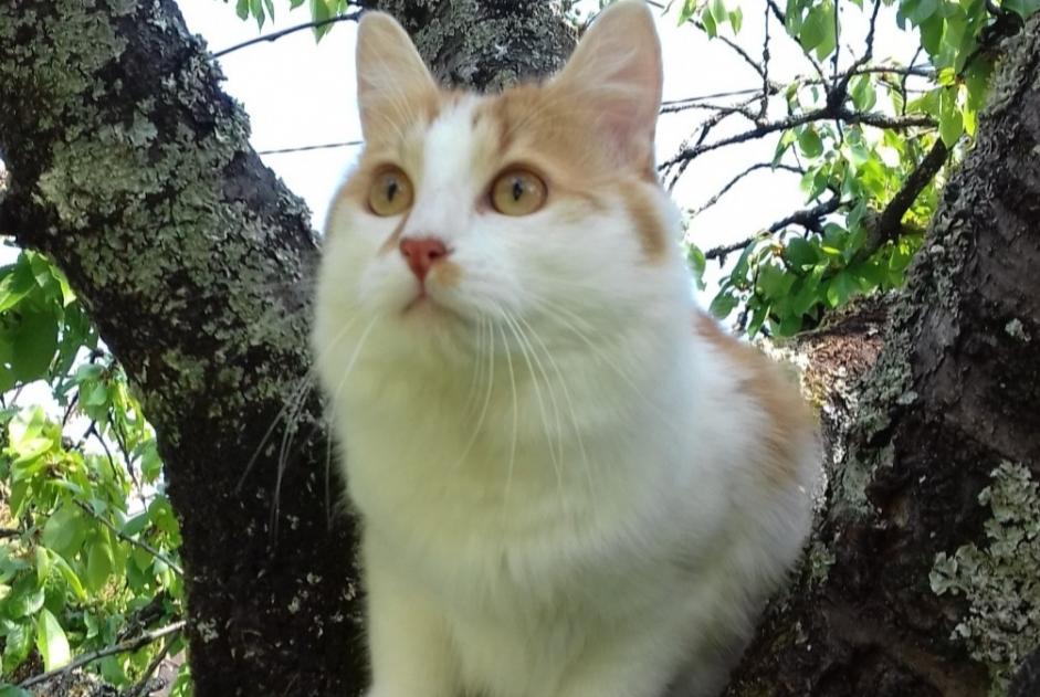 Alerta desaparecimento Gato  Macho , 7 anos Saint-Jean-le-Blanc France